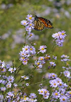 butterfly on smooth blue aster