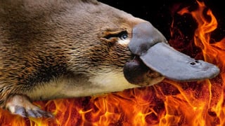 a-platypus-from-hell