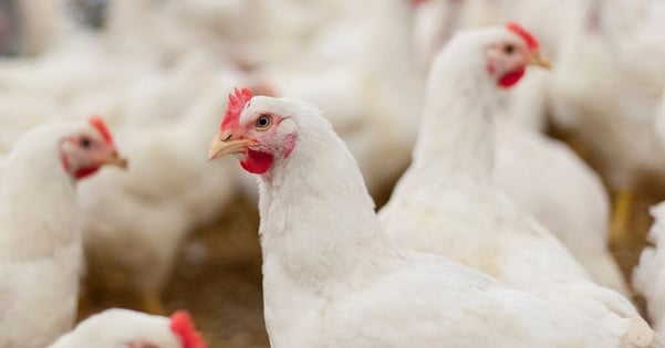 Enduramaxx What are the water requirements for poultry, chickens & broilers (2)