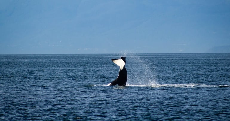How God Used Orcas to Change my Heart | YFNZ Story