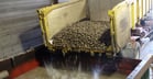 Het wassen van de knollen om aangehechte stof, grond en kleikappen te verwijderen vindt gewoonlijk plaats in de verwerkingsfabriek vóór het schillen.