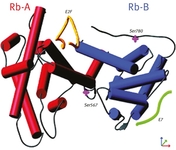 Fig. 1: Model of the interaction of pRb with E2F and E7 peptides.