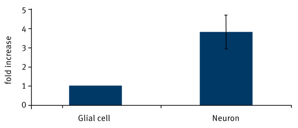 Fig. 1: Relative thioredoxin activity of neurons versus glial cells. n = 4.