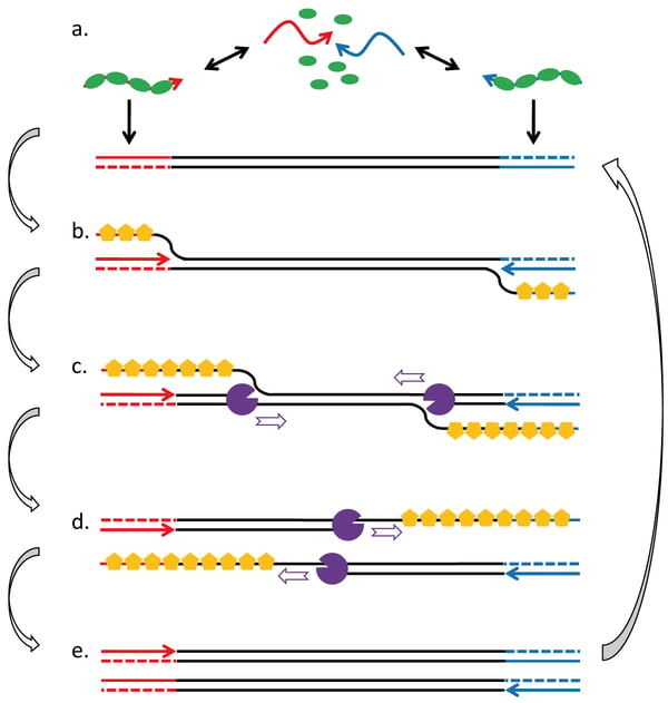 Fig. 1: RPA employs enzymes, known as recombinases (green), that are capable of interacting with amplification primers (red and blue arrows) and pairing them with homologous sequence in duplex DNA (indicated sections of black double line; a). Strand exchange and ‘D-loop’ formation is assisted by binding of single-strand DNA-binding protein (yellow) to the displaced strand (b). The 3’ ends of the oligonucleotides are extended by strand displacing polymerases (purple), thereby copying the displaced strand (c, d). Both, the original template and the copy are then targets for subsequent recombination/ extension events and an exponential amplification reaction is initiated (e). Using two gene-specific primers, the recombinase-driven RPA process ensures that DNA synthesis is directed only to defined target sites in a given template molecule.