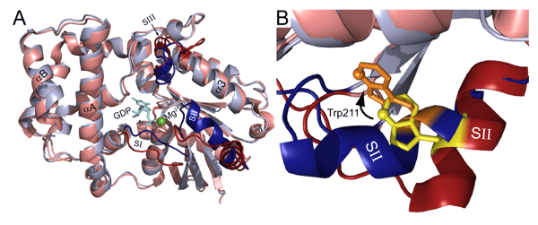 Fig. 1: A) Structural models of Gαi1 (an isoform of Gα) bound to GDP (red) and GDP · AlF4¯ (blue) (PDB ID: 1KJY and 2IK8, respectively). The switch regions SI, SII, and SIII are in dark red and blue. (B) Close-up view of intrinsically-fluorescent Trp211 located in the switch II region in inactive (yellow) and activated (orange) Gαi1.