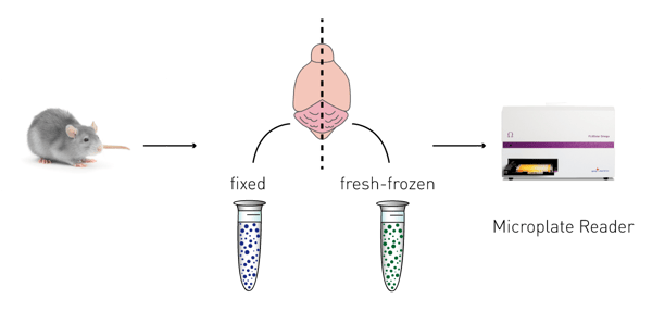 Fig. 2: Method to obtain comparable fixed and fresh-frozen brain samples from either APP23 mice or wild type mice.