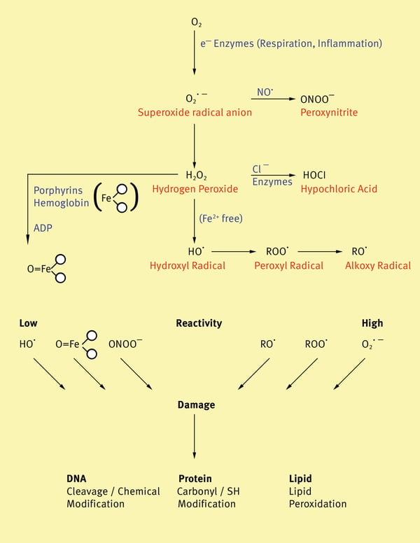 Fig. 1: Reactive oxygen species and oxidative damage.