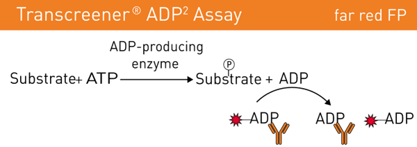 Fig. 1: Transcreener ADP2 Assay Principle for Kinases.