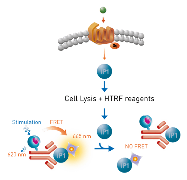 Fig. 1: Cisbio IP-One HTRF assay.