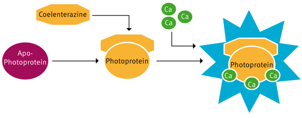 Fig. 2: Mechanism of the i-Photina reaction.