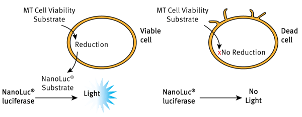 Fig. 1: The Real-Time-Glo MT Cell Viability Assay Principle.