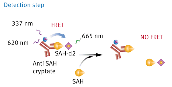 Fig. 1: Epigeneous Methyltransferase Assay Kit (Detection Step). If there is no SAH converted from SAM during the enzymatic reaction Anti-SAH will bind to SAH-d2 leading to a large HTRF signal. If SAH is present in the well after the enzymatic reaction is ﬁnished, SAH will compete with SAH-d2 on the binding sites of the antibody leading to a decrease in TR-FRET signal.