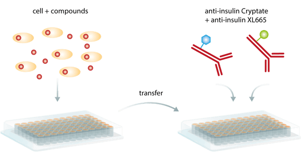 Fig. 1: Homogeneous HTRF Assay procedure. Secreted insulin in cells or supernatant is transferred to a new microplate, antibodies are added, incubated and read by the PHERAstar FS microplate reader.