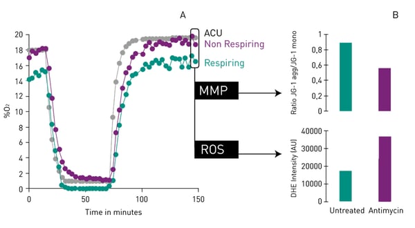 Fig. 4: Multiparametric analysis of Cor4U cells during in vitro ischemia-reperfusion validating multiplexed measurement of MitoXpress Intra and JC-1/DHE. Cell oxygenation traces describe depth and duration of Cor.4U ischemia-reperfusion (A) with parallel monitoring of MMP and ROS (B).