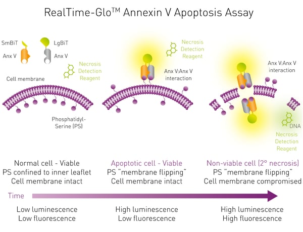 Fig. 1: RealTime-Glo Annexin V Apoptosis and Necrosis Assay Principle. Two Annexin V – fusion proteins harboring binary subunits of a luciferase enzyme (NanoBiT™) are introduced into a sample and produce no luminescence with healthy cells. Upon binding to PS the complemen-ted enzyme is now capable of producing a light signal. Changes in membrane integrity are monitored with the pro-ﬂuorescent Necrosis Detection Reagent probe.