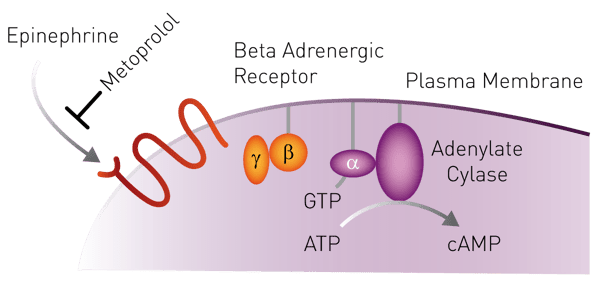 Fig. 1: β-blocker biosensor cell line: Upon activation by its natural agonist epinephrine the β1-adrenergic receptor activates membrane-bound adenylate cyclase via G-protein coupling causing the intracellular cAMP level to increase.