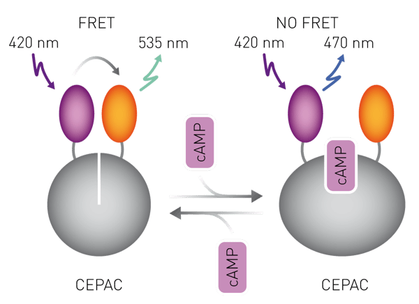 Fig. 2: The FRET-based cAMP sensor CEPAC: The cAMP sensor CEPAC displays FRET (ﬂuorescence resonance energy transfer) from the blue (mCerulean) to the yellow (mCitrine) ﬂuorophore. Upon cAMP binding FRET is measurably diminished.