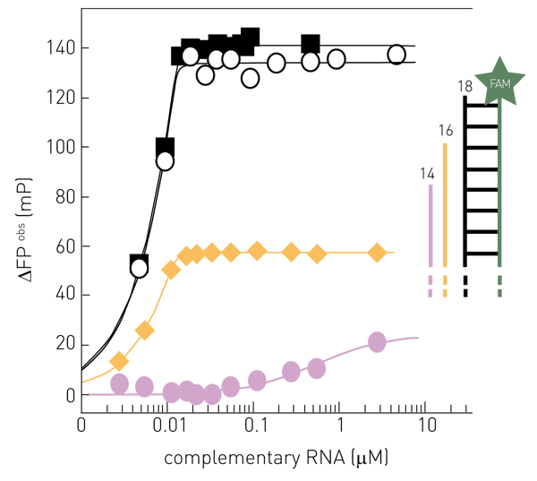 Fig. 1: Assay Principle. Observed Fluorescence Polarization is proportional to and most sensitive for a full-length RNA complementary to a 18 nt FAM- labelled single-stranded “template” RNA. Constant 0.015 μM “template” RNA (5’-(FAM-Ex-5)-UAUACCUCUGCUUCUGCU-3’) interacting with 18 nt complementary RNA (black), 16 nt complementary RNA (yellow) or 14 nt non-perfectly complementary RNA (purple; 5’-pAGUAGUAACAAGAG-3’). The FP-signal of synthetic 18 nt complementary RNA and the labelled “template” RNA interacting was not affected by 0.02 μM FluPol (black squares). Modiﬁ ed from (2).