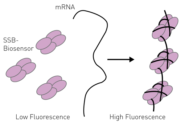 Fig. 1: The MDCC-SSB (red) tetramer binds to the mRNA transcript. This alters the environment of the MDCC leading to increase ﬂuorescence emission compared to the apo-MDDC-SSB.