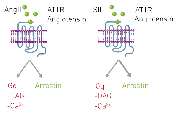 Fig. 1: The AT1R (Angiotensin) receptor is activated by angiotensin II peptide (AngII) or an arrestin biased angiotensin variant (SII). G-protein pathway signalling is detected in red and arrestin pathway in green.
