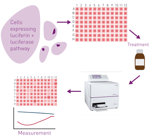 Fig. 1: Autobioluminescent Metabolic Monitoring Assay. Autobioluminescent cells loaded into multi-well plates are allowed to adhere and recover from plating before treatment with study compounds. Continuous autobioluminescence is monitored across any desired time course after placing the plate into the reader with controlled atmosphere.