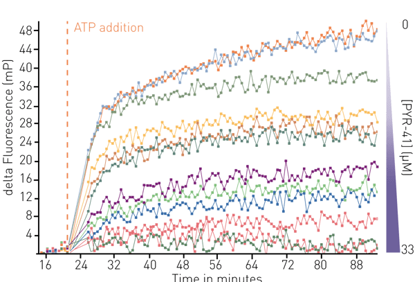 Fig. 2: Inhibition of E1 activity by PYR-41. E1~TAMRA-Ub complex formation was monitored over time before and after the addition of ATP. Increasing concentrations of PYR-41 inhibit this complex formation. Representative data from 3 technical replicates are shown.