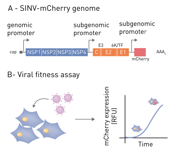 Fig. 1: Schematic representation of (A) SINV-mCherry and (B) the viral ﬁtness assay.