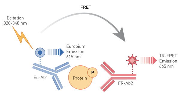 Fig. 1: THUNDER™ Cell Signaling Assay Principle.