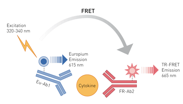 Fig 1: THUNDER™ TR-FRET cytokine assay principle.