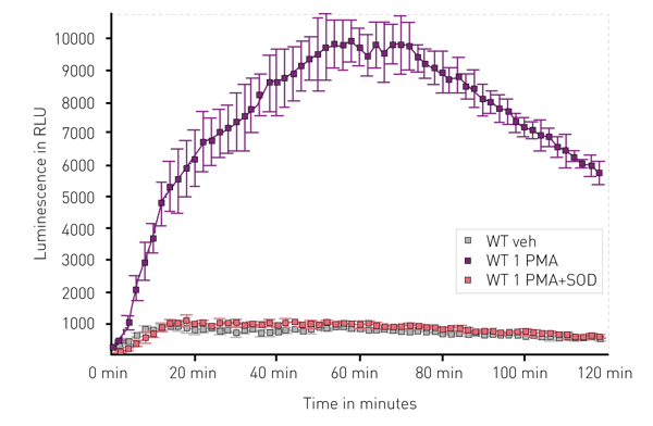 Fig. 3: Kinetic measurement of superoxide by L-012. Chemiluminescent response of L-012 in BMiDCs cultures are shown. Treatment with PMA (purple) promotes a strong response compared to vehicle (grey). Additional treatment with SOD (pink) provides evidence that the response is O2- dependent. Average (n=3) +/- 1 standard deviation are shown. RLU = relative luminescent units.