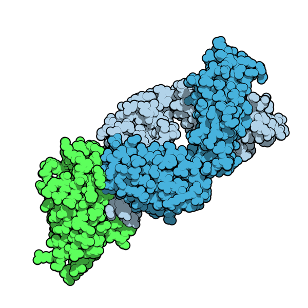 Fig. 2: Space-filling model of the Fab fragment of the monoclonal antibody ipilimumab (blue) bound to its target, CTLA-4 (pale green). Style made to resemble the Protein Data Bank's "Molecule of the Month" series, illustrated by Dr. David S. Goodsell of the Scripps Research Institute. Created using QuteMol (http://qutemol.sourceforge.net).