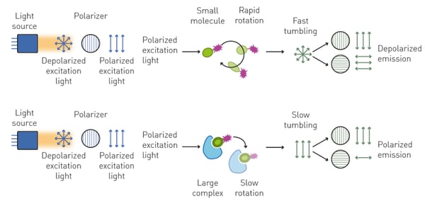 Fig. 5: Polarized excitation light is depolarized by rapidly rotating small molecules bound to a fluorophore. Larger complexes rotate slower and hence emit prevalently polarised light.
