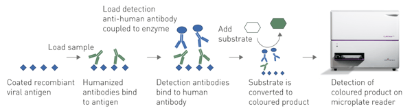 fig. 3: procedure of an absorbance based ELISA for the detection of SARS-CoV-2 N gene antibodies in human blood samples. Recombinant viral antigen is coated on a plate. If respective human antibodies are present in human samples, they will bind to the loaded antigen. Bound antibodies are then detected with an anti-human IgG antibody conjugated to an enzyme which converts a substrate. The resulting colorimetric change can be read on a microplate reader.