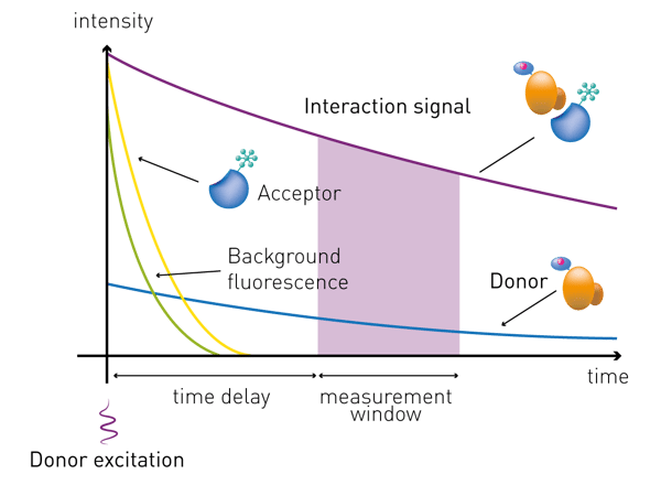 Fig. 4: schematic representation of the HTRF signal. The excitation pulse is immediately followed by a time delay, allowing interfering short-lived fluorescence (compounds, proteins, medium…) to decay. The interaction signal is measured for a specific time window.