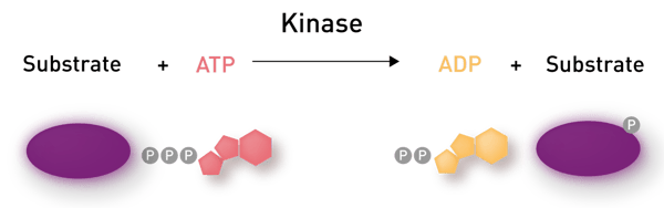 Fig. 1: Reaction catalyzed by kinases: Kinases transfer phosphate groups from ATP to a biomolecule.
