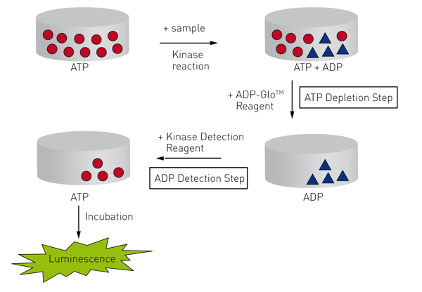 Fig. 5: Assay principle of the ADP-Glo kinase assay.