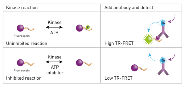 Fig. 1: Schematic of LanthaScreen kinase activity assay using traditional peptide substrates. 