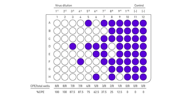 Fig. 2: Visual representation of a TCID50 assay on a 96-well microplate