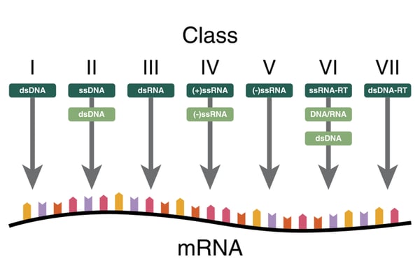 Fig. 2: Virus classification according to Baltimore. Virus types differ in nucleic acid type and its replication.