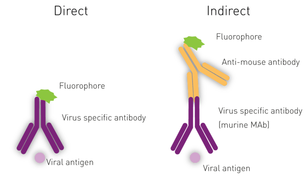 Fig. 5: Basic principle of the immuno-fluorescence antibody virus assay. Infected cells expressing viral antigens can be directly or indirectly recognised by virus-specific antibodies.