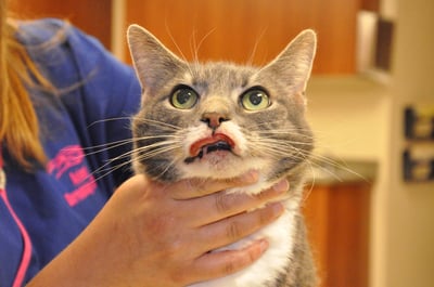 rodent ulcer cat 