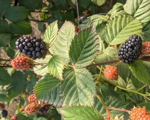 Raspberry button