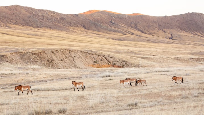 Mongolei