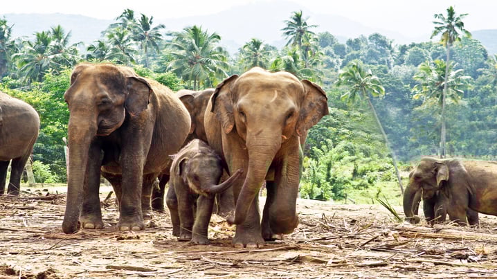 Sri Lanka
