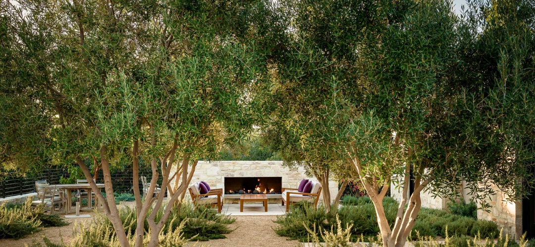 The Olive Tree: A Hardy Evergreen Tree for Shade & Classic Style