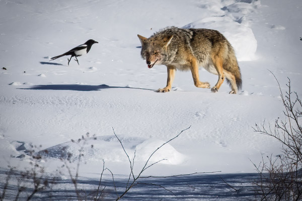 Winter Survival: Animal Hibernation, Migration, and  