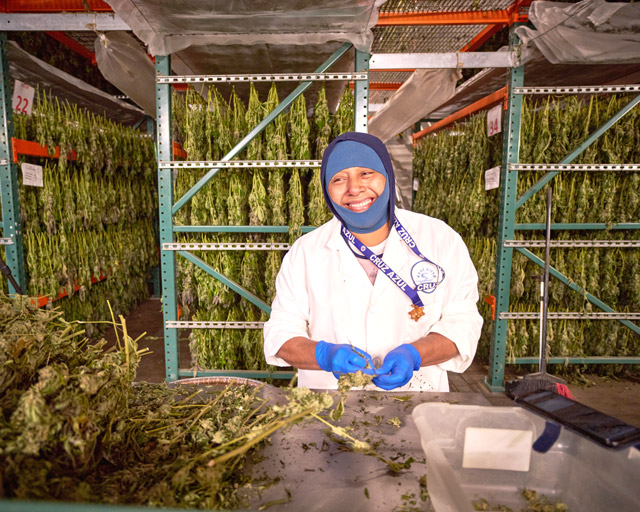 large-scale-cannabis-harvest-employee