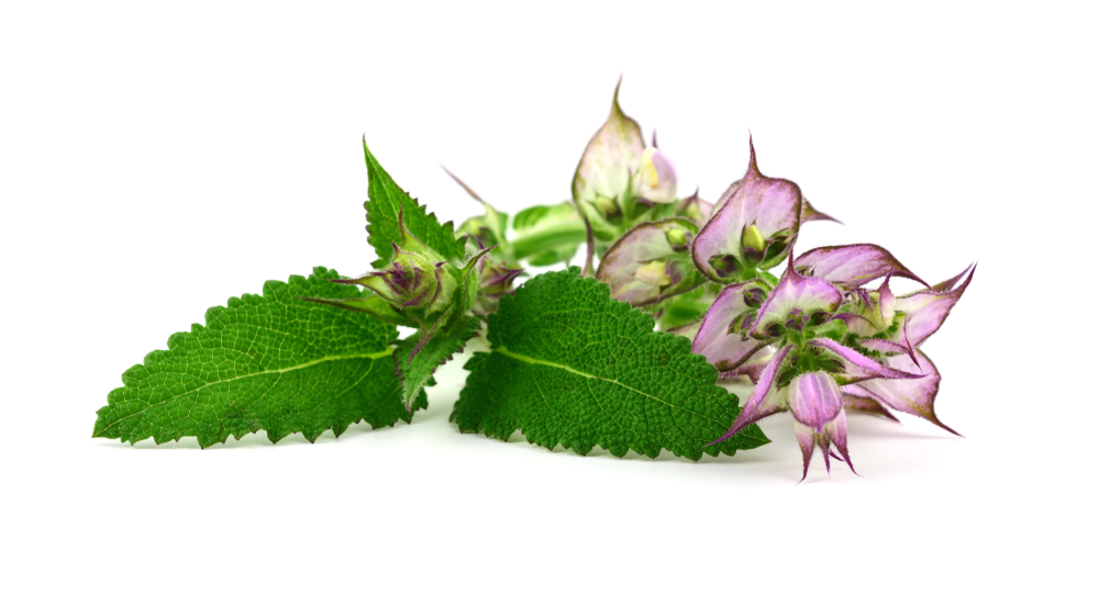 Clary Sage