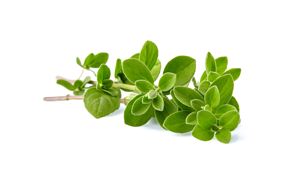 Marjoram