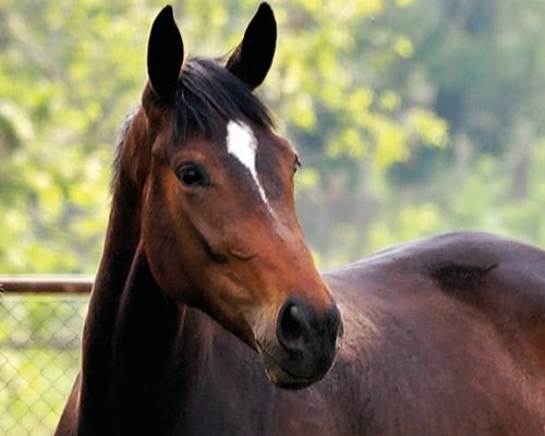 Equine Reproduction Video Series